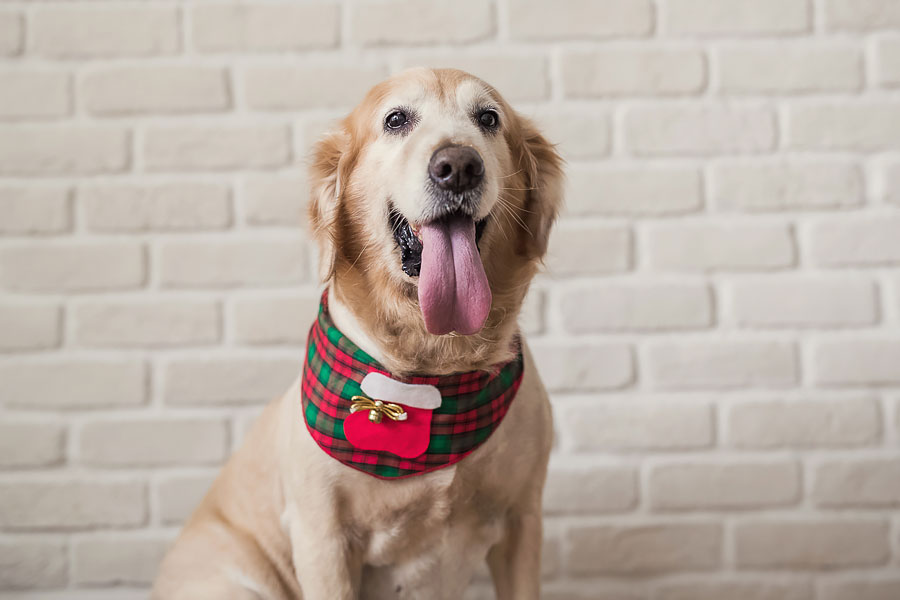 孕婦寫真,台北孕婦寫真,台中孕婦寫真,寵物孕婦,女攝影師