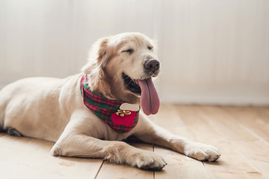 孕婦寫真,台北孕婦寫真,台中孕婦寫真,寵物孕婦,女攝影師